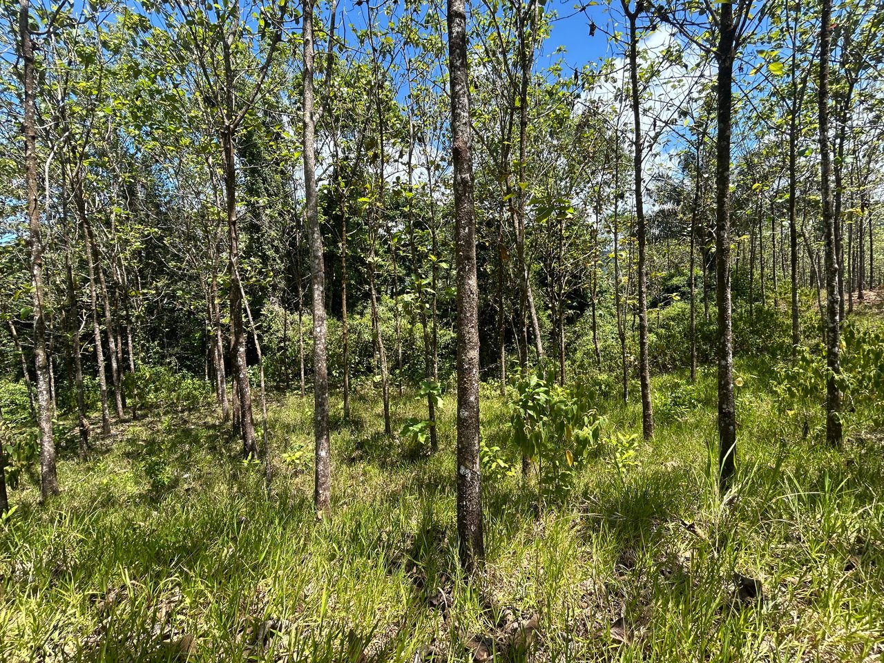 Prime 1.24-Acre Land in Matapalo / San Andrés – Ready to Build