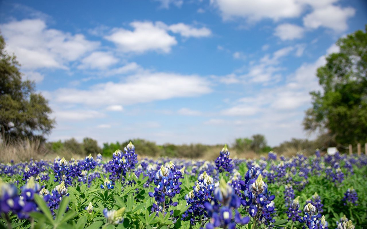 Texas bluebonnets fill a field beneath a blue, cloud-dotted sky.