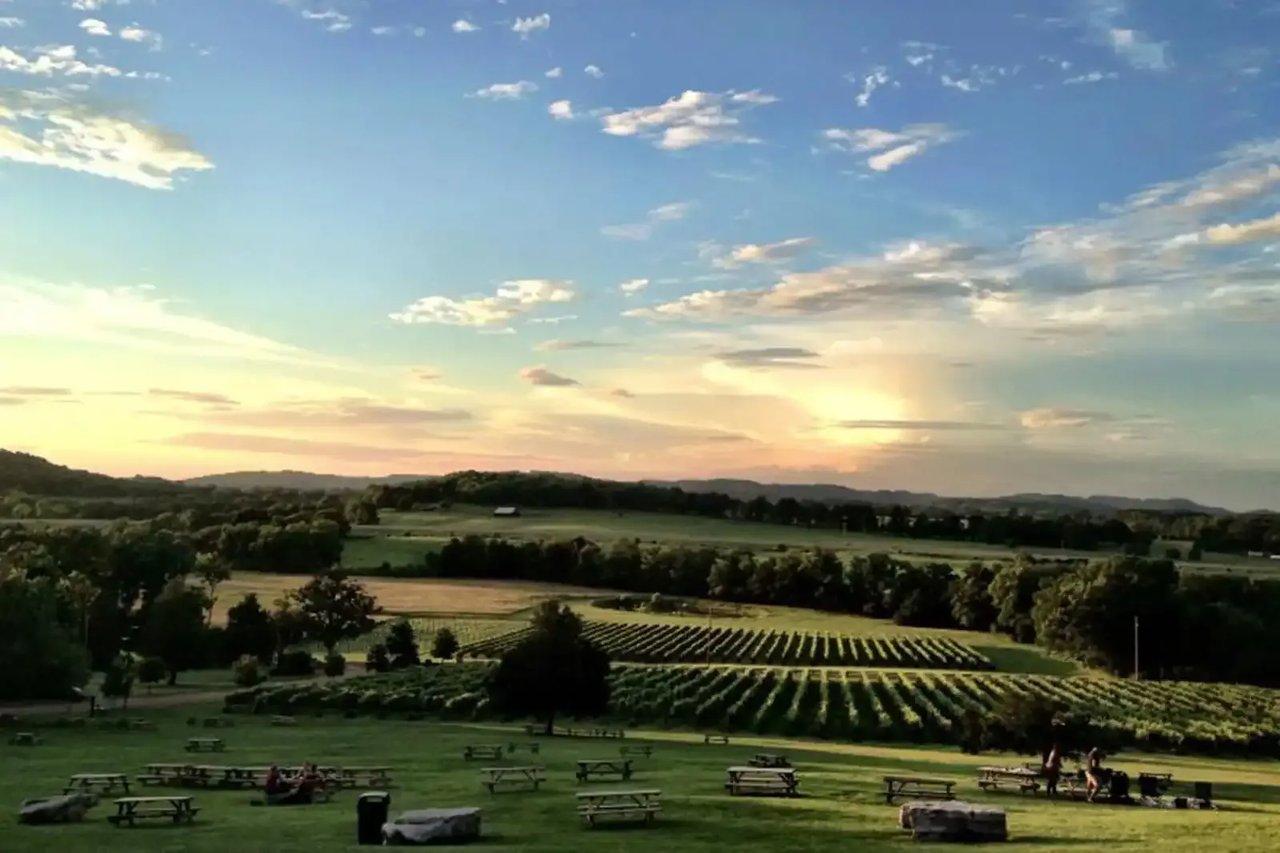 Vineyard rows and picnic tables on a grassy hillside beneath a sunset sky.