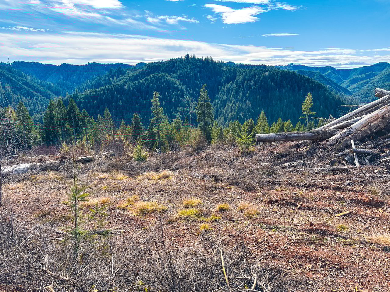 Smith River Back Woods