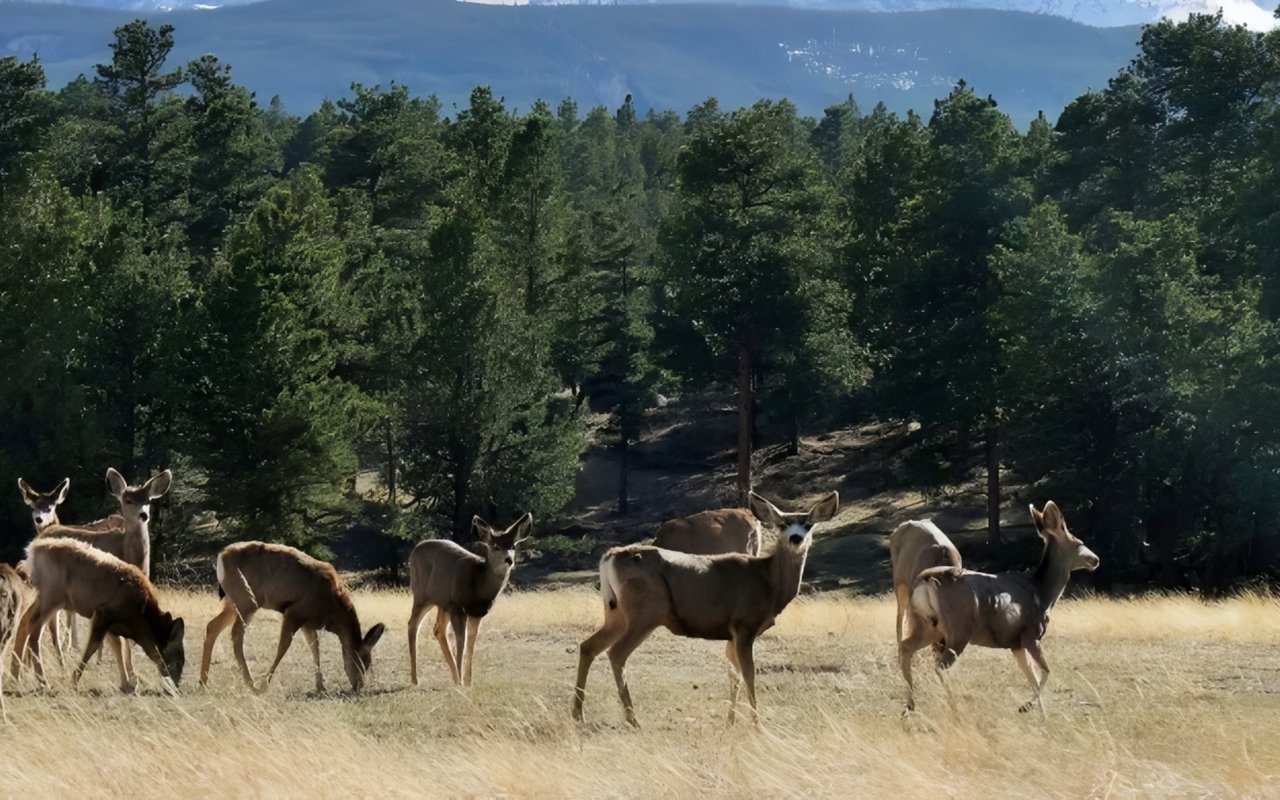 Why Estes Park Is the Perfect Destination