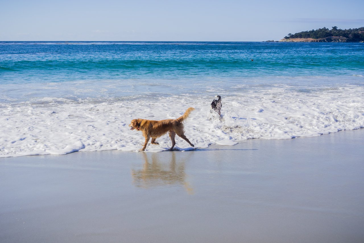 Dog Friendly Town: Carmel-by-the-Sea