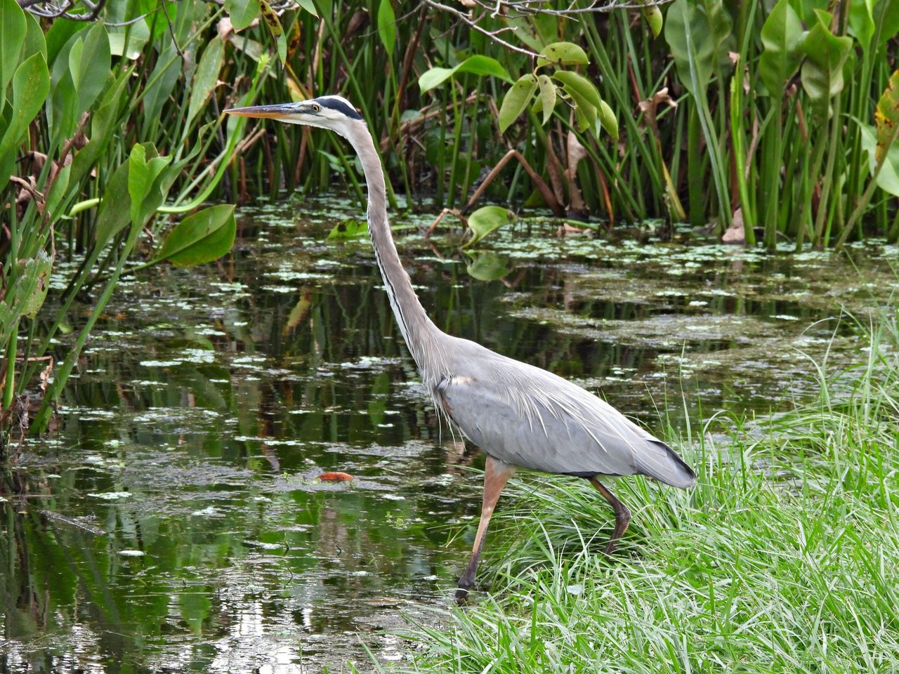 Native Florida wildlife including a great blue heron and a gopher tortoise