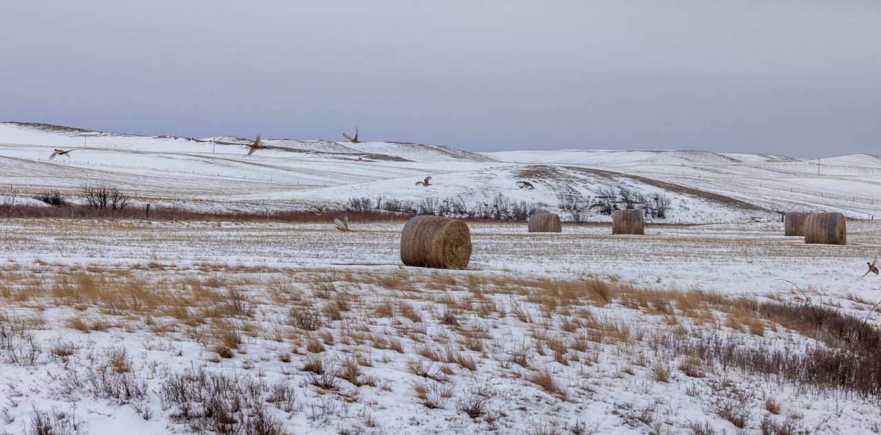 Blood Coulee Ranch