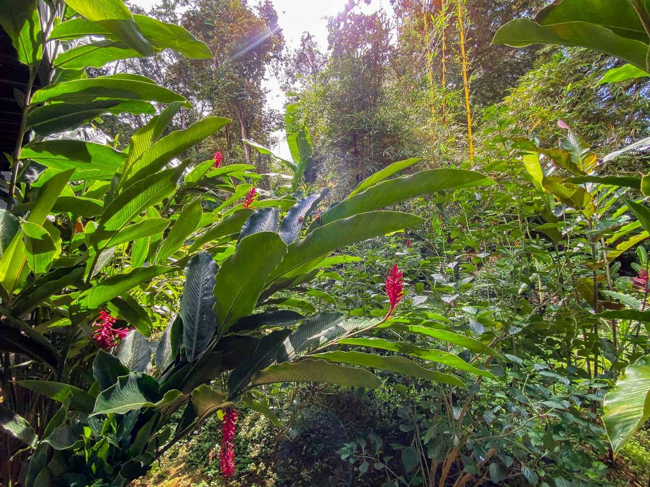 Tropical 4-Bedroom Home for Sale in Uvita | Pool & Airbnb Income