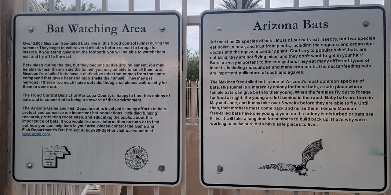 Outdoor signs explaining bat watching and Arizona bats, with an illustration of a flying bat.