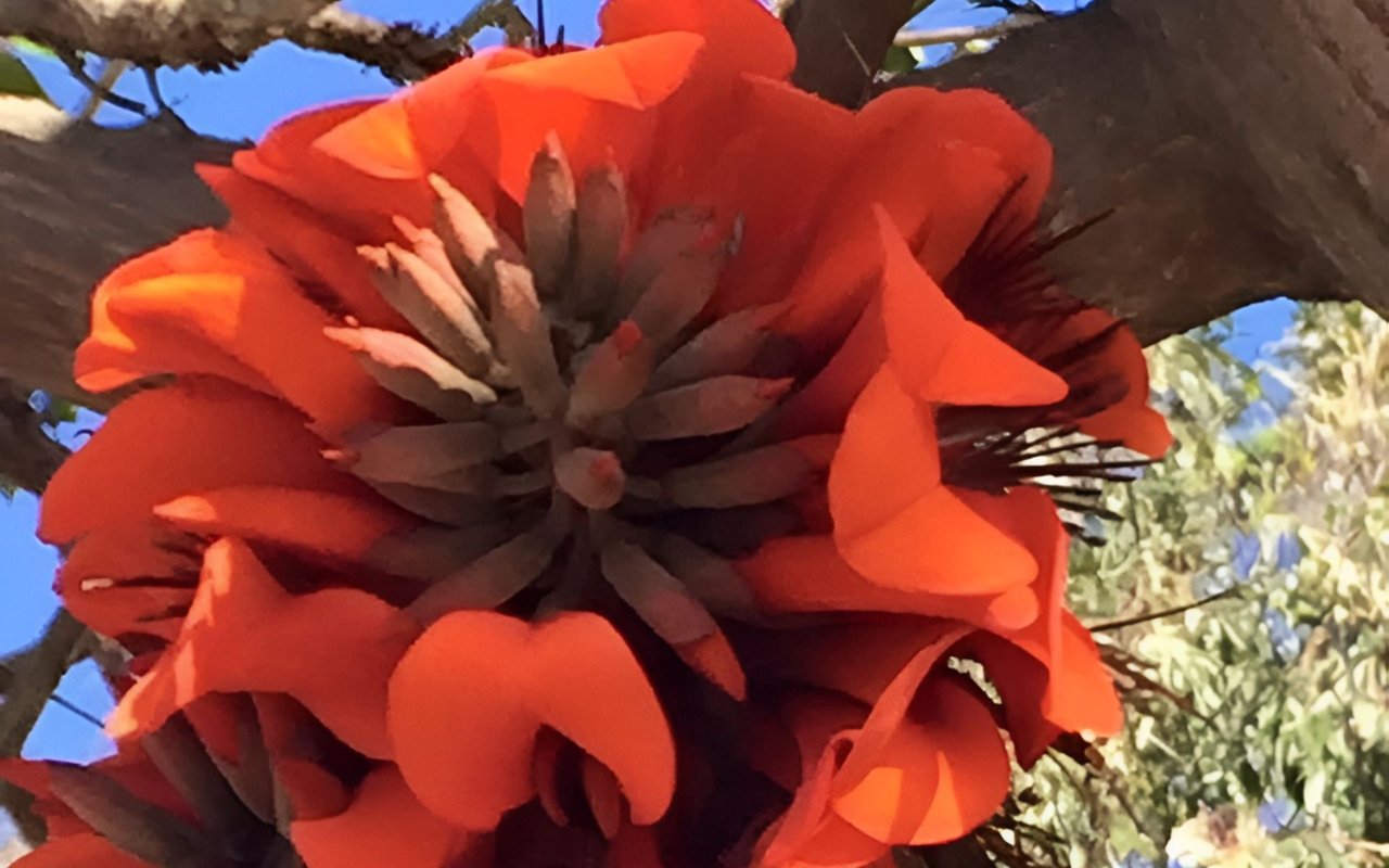 Bright orange-red coral tree flowers clustered around dark stamens against blue sky.