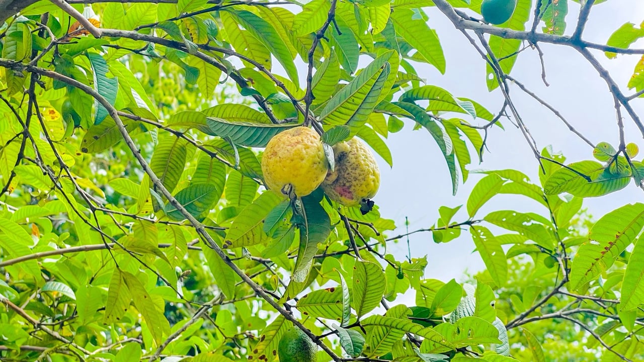 COSTA RICA LAND FOR SALE | LARGE FLAT PRIVATE PROPERTY WITH MOUNTAIN VIEWS, RIVER & FRUIT TREES