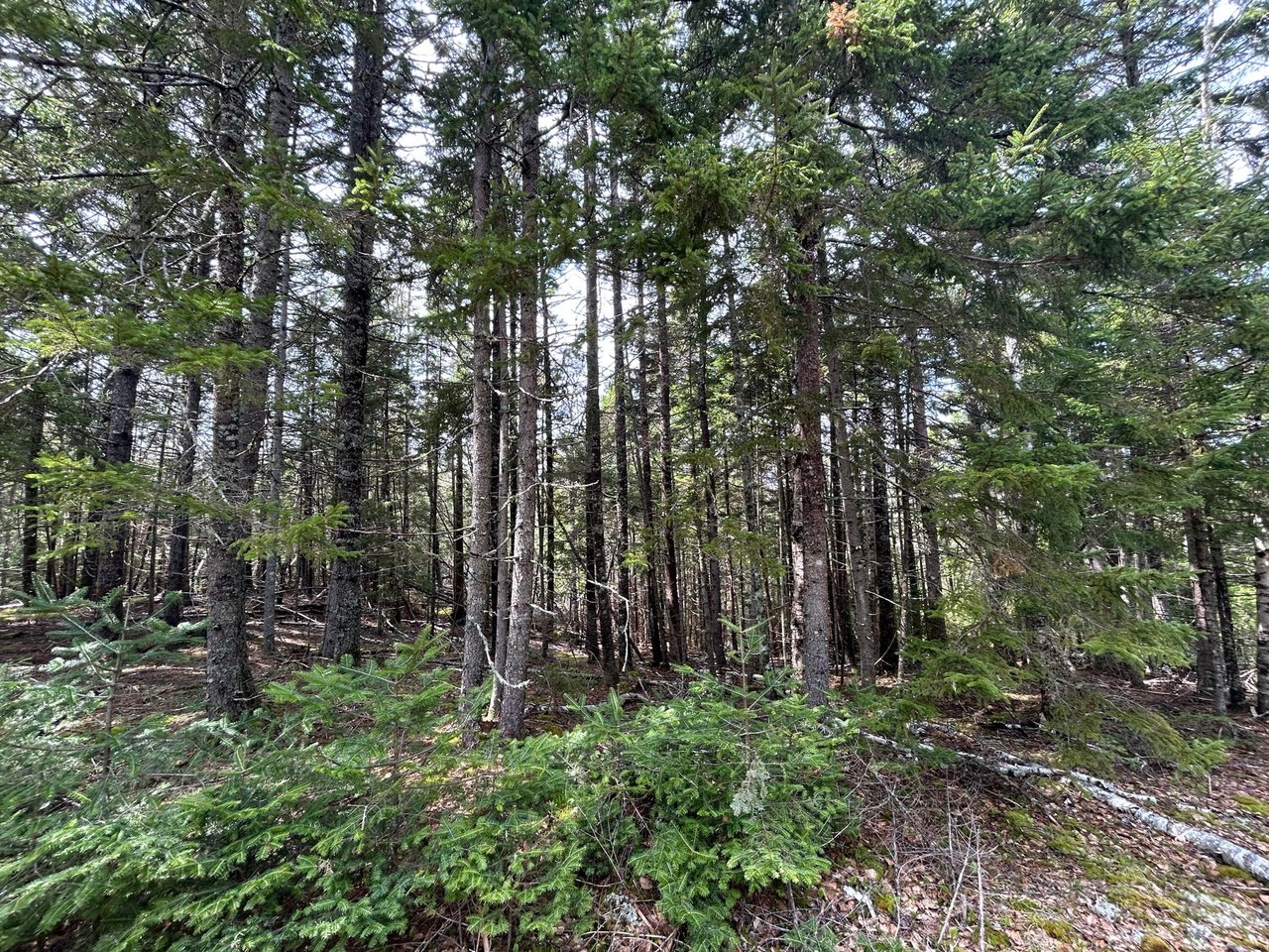 Lot 4 Julian Road Lubec, ME 04631