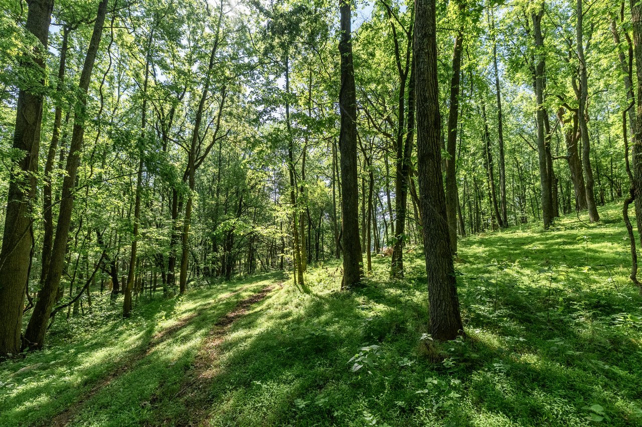 Holt's Reserve