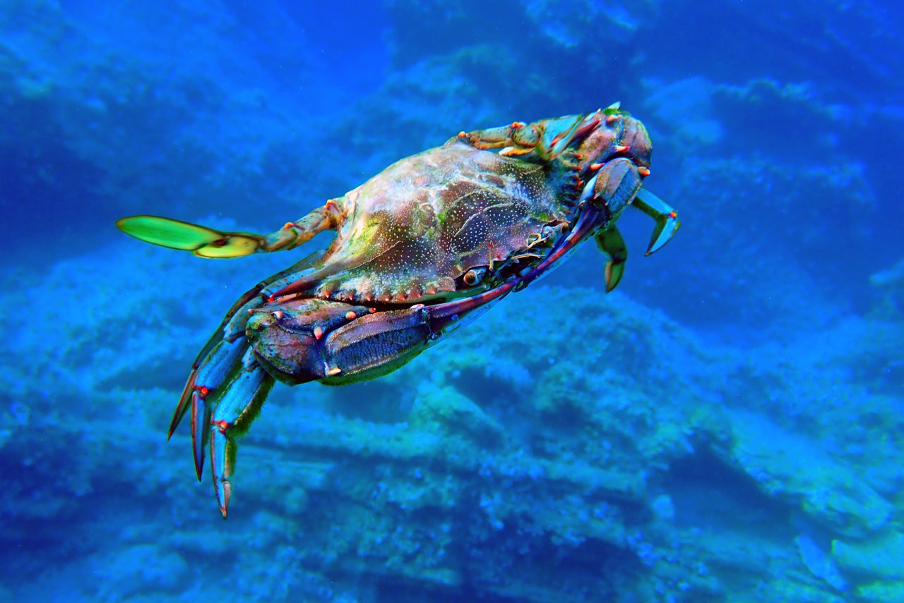 Villages of Ocean Hill