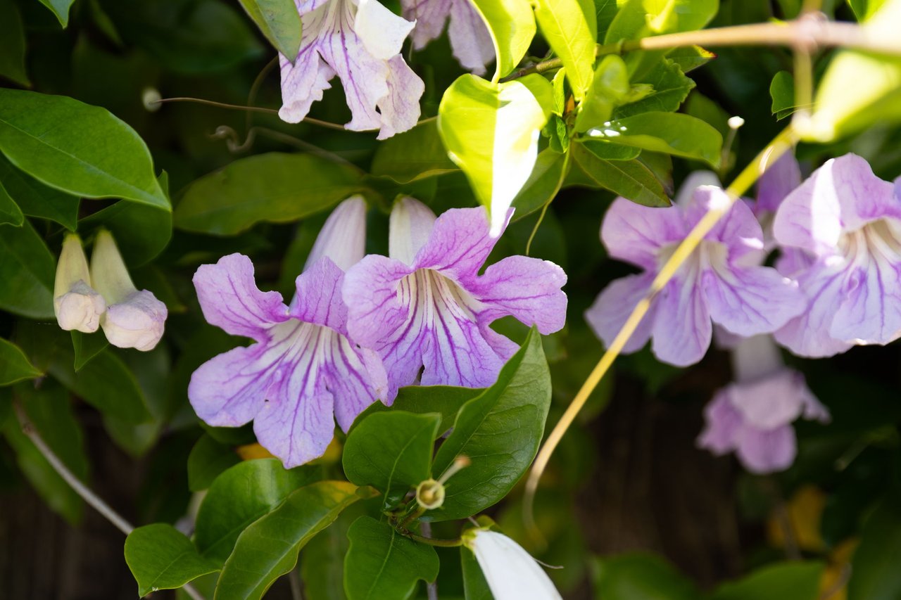 Santa Rosa Charmer 