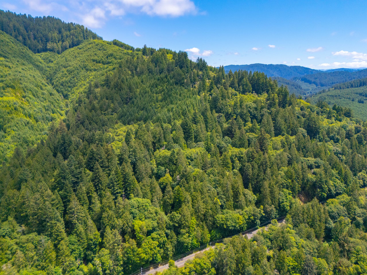 MILL CREEK FOREST