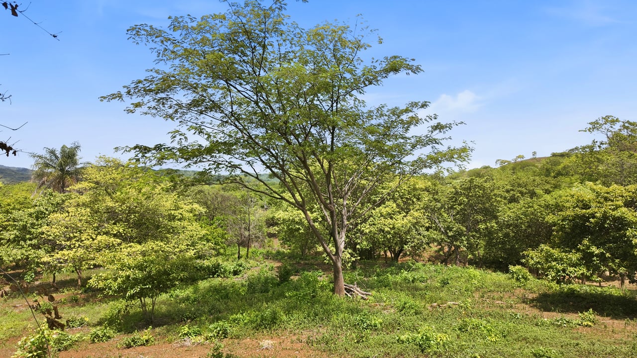 3.4 Acres of Quiet Country Living | 12 minutes from the Beach - Tempate 
