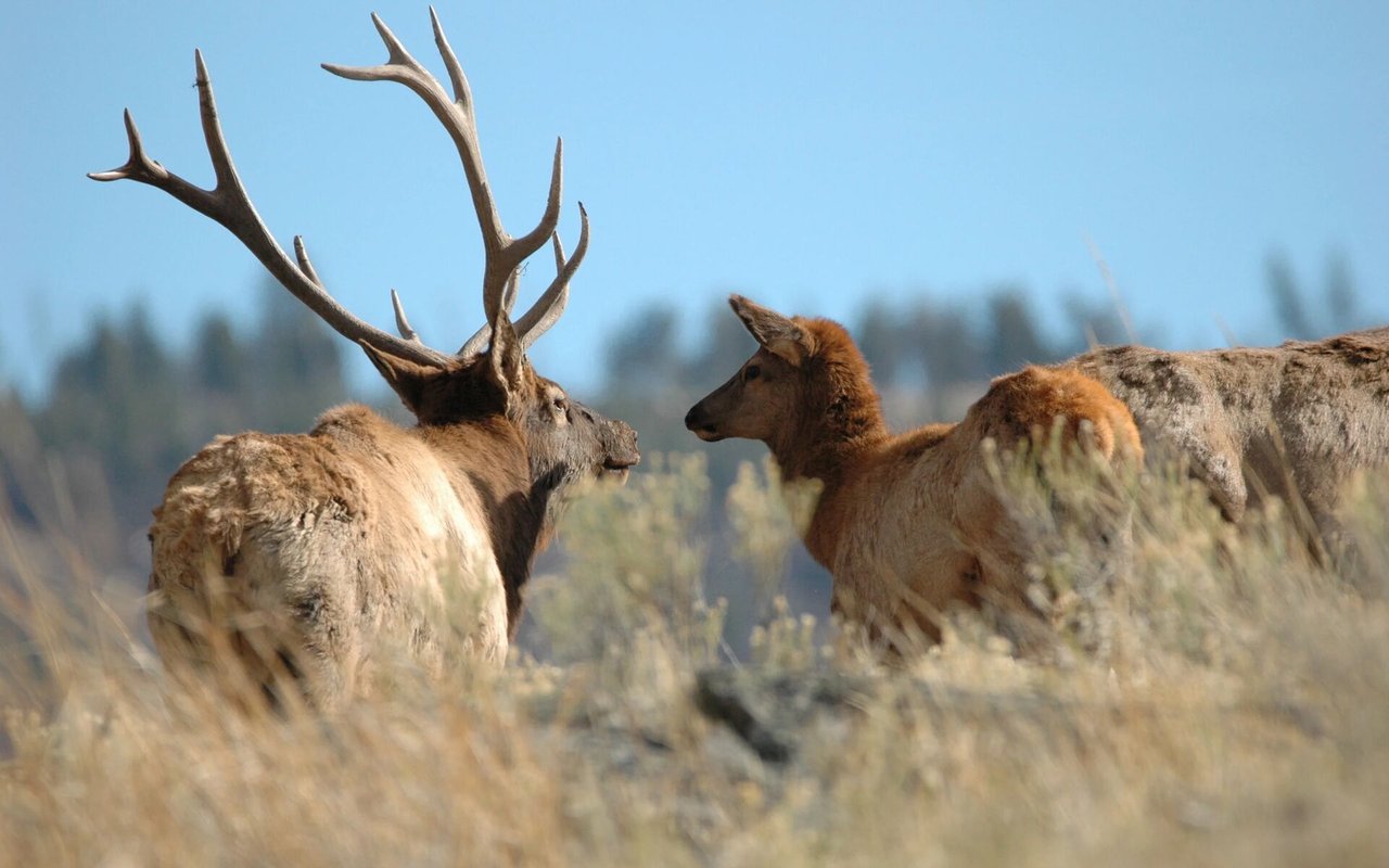 Exploring the Allure of Western Colorado Hunting Ranches: A Haven for Hunters and Cattlemen