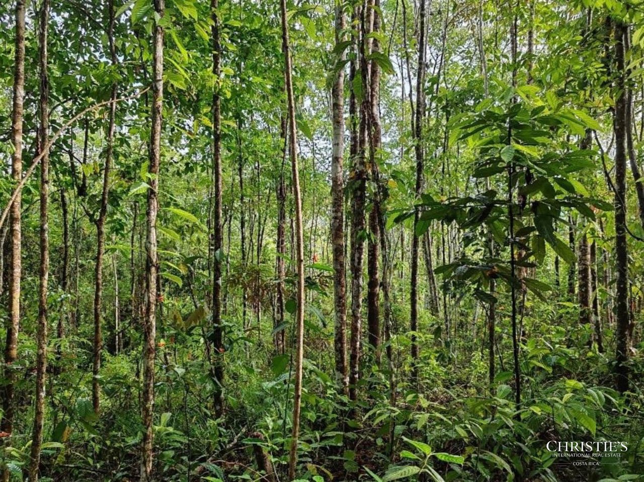 El Encanto Estate Waterfall, Regenerative Land & Carbon‑Neutral Sanctuary a Legacy Property
