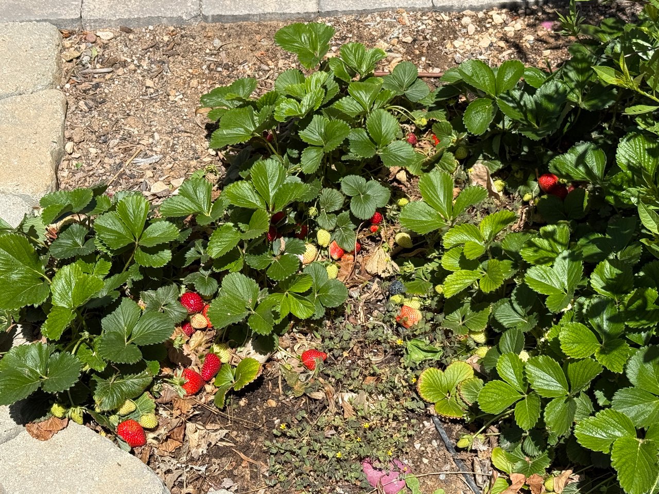 Editable Front Yard Landscaping in Kingman AZ