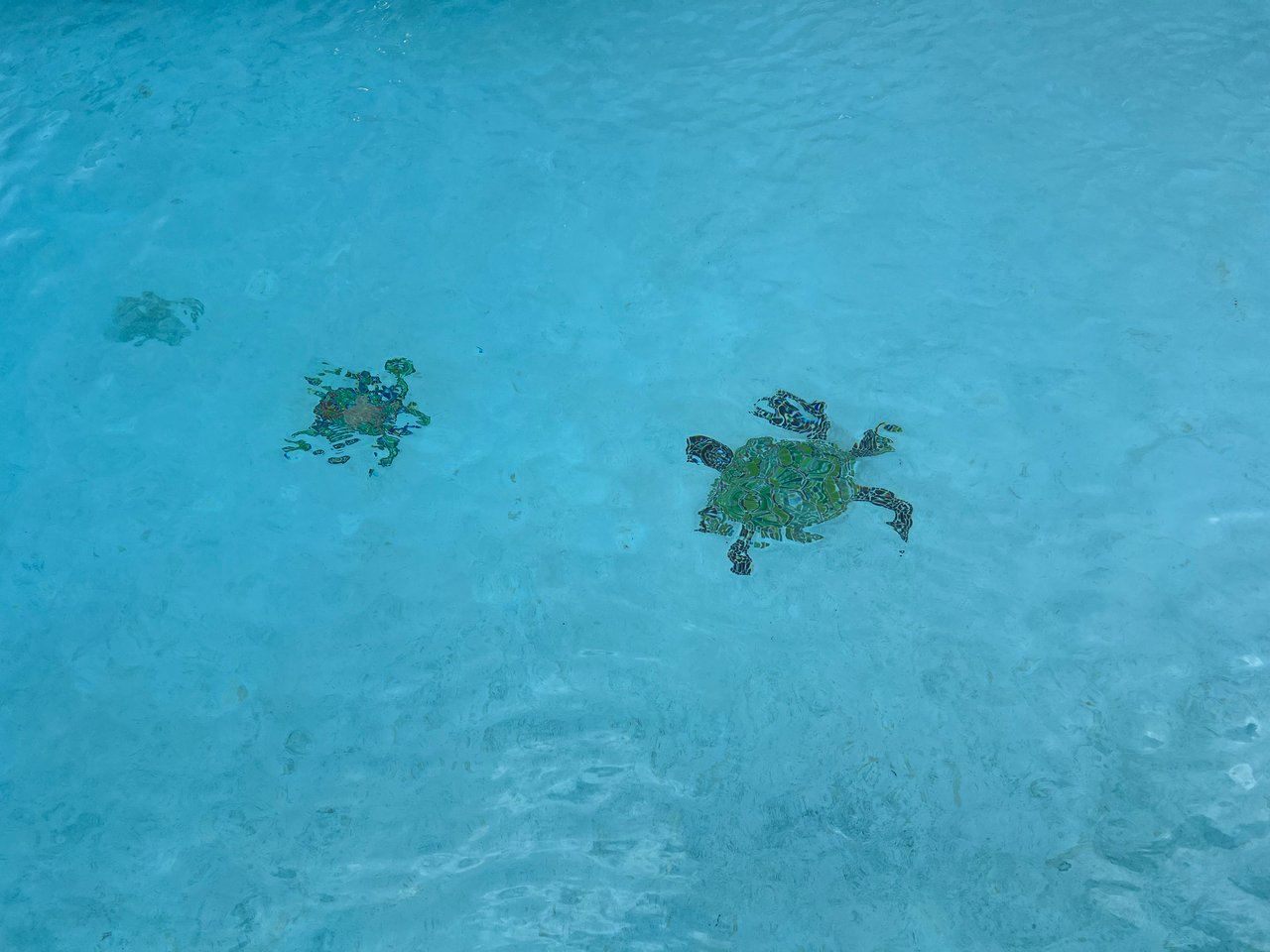 Ocean Breeze. Luxury 