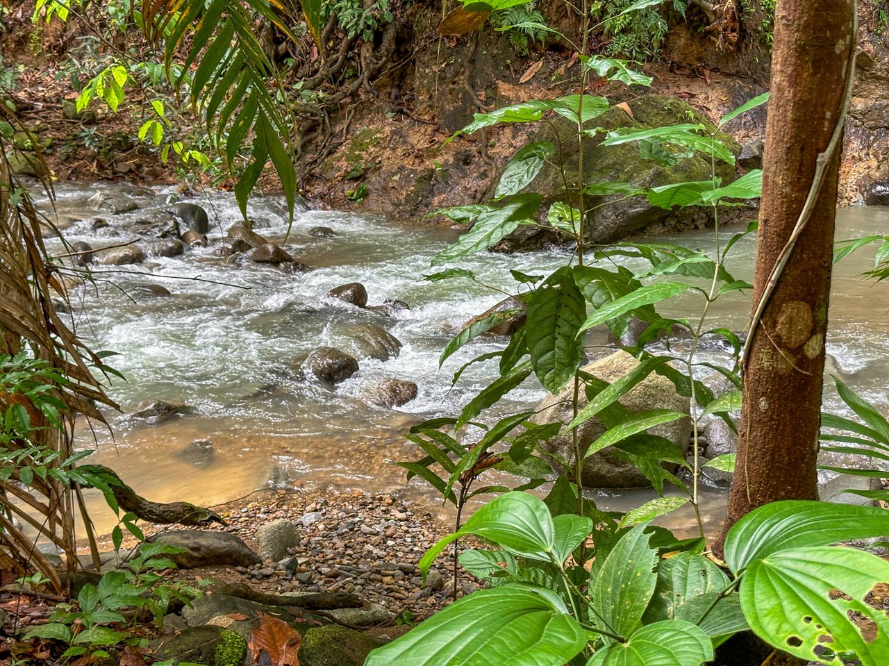 Rainforest Home with River, Jungle Trails & Pool in Ojochal