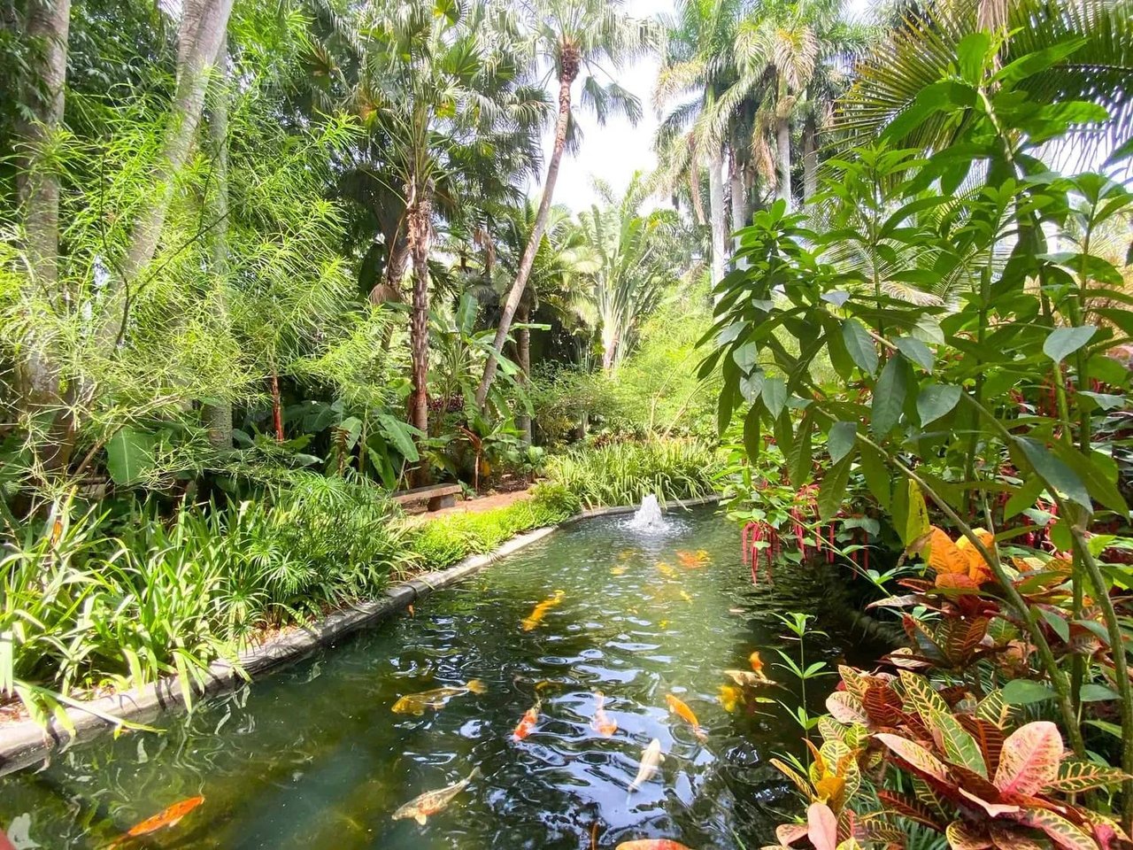 Lush tropical pathways and greenery at Sunken Gardens in St. Petersburg, Florida, offering a peaceful outdoor escape in Tampa Bay