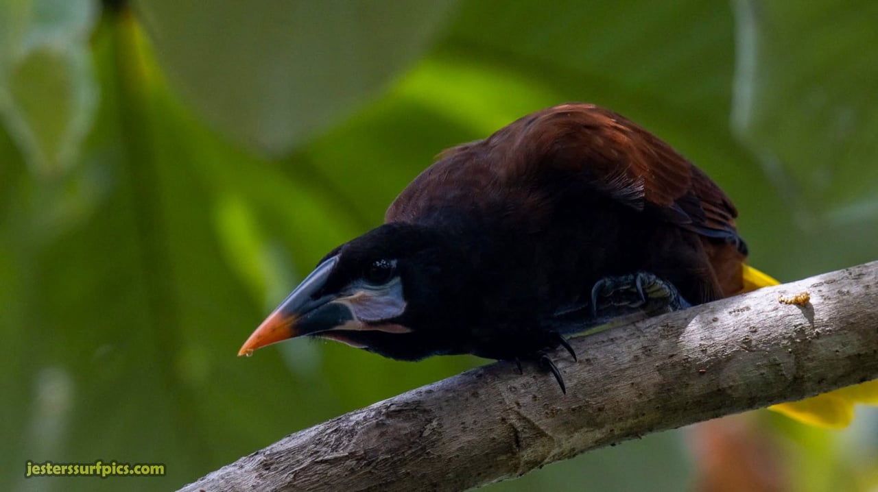 Valley of Dreams - A Beautiful Multi-Use Property Near Cacao Ridge, 10.85 Acres at a Phenomenal Price!