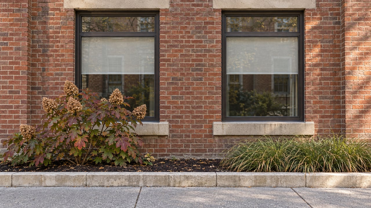 Two bronze-framed windows in a weathered red-brick facade above limestone sills, oakleaf hydrangea and sedge beside a concrete sidewalk.