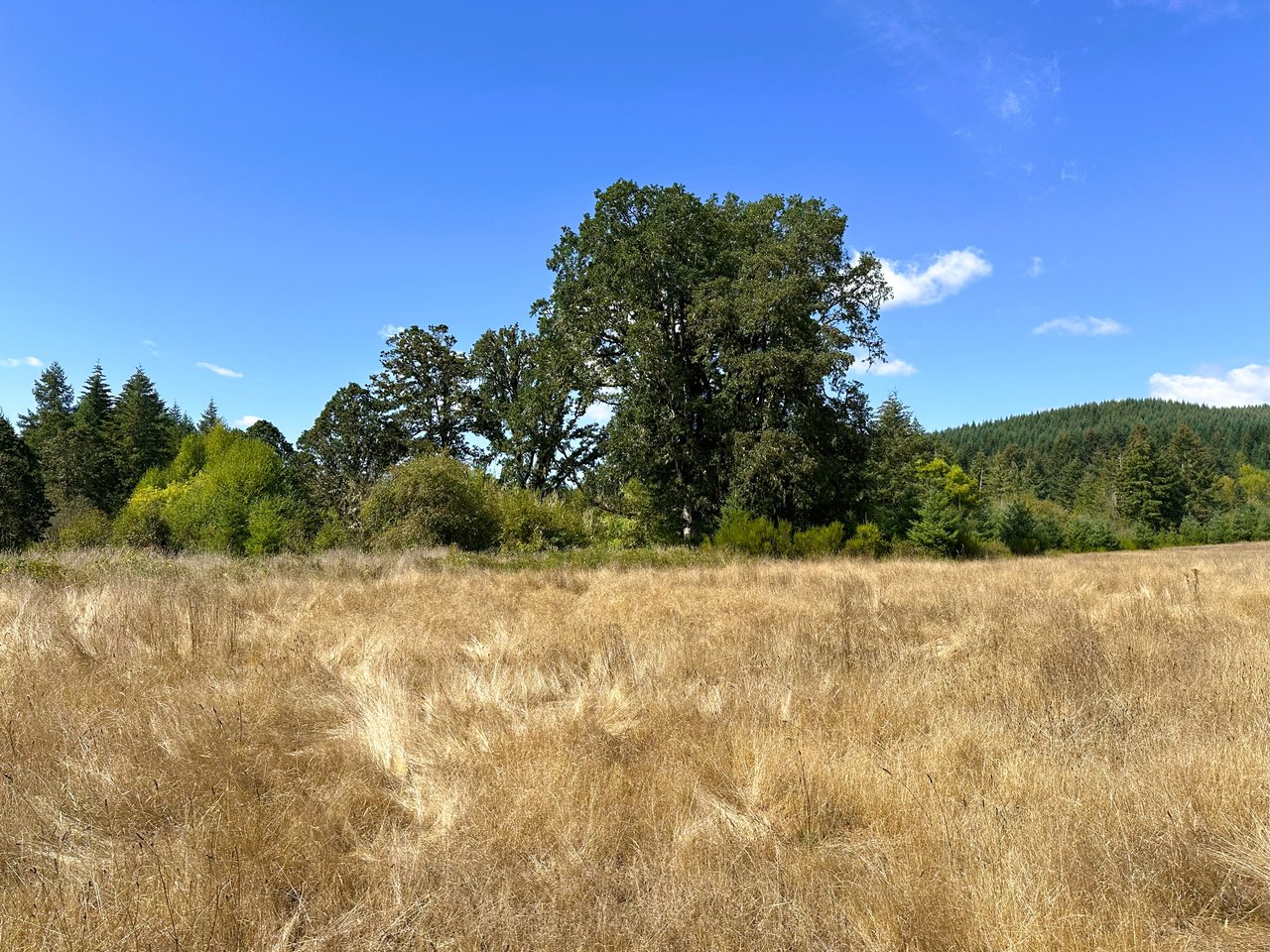 Sheffler Farm & Forest