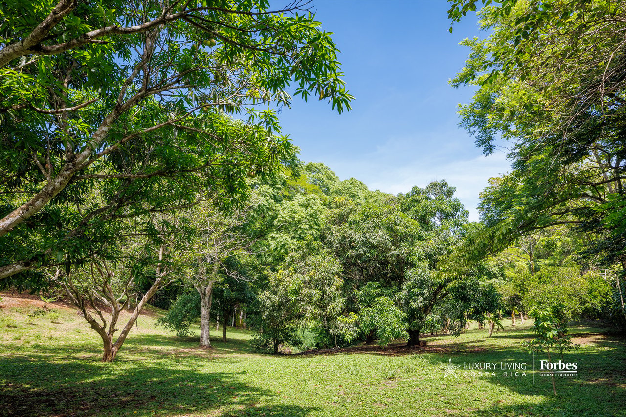 Grassy clearing surrounded by mature trees on a wooded agricultural property.