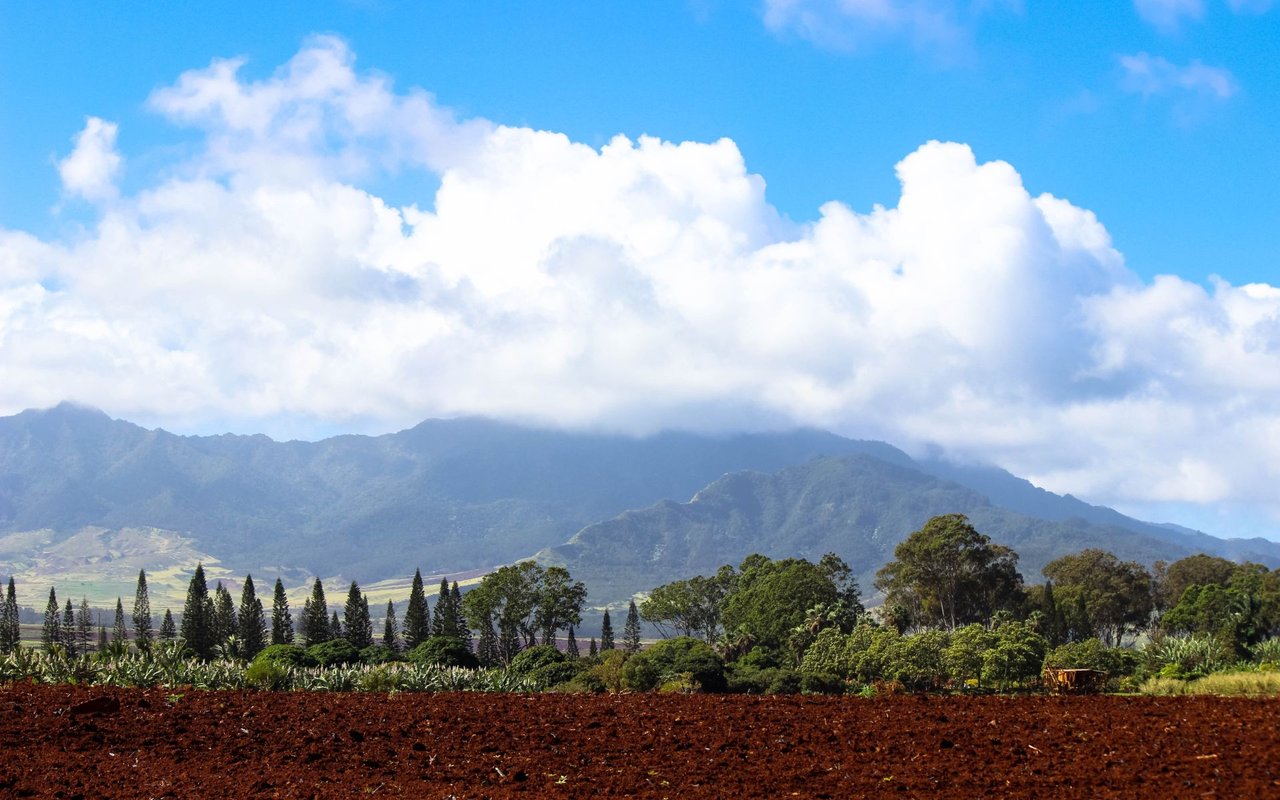 Wahiawa