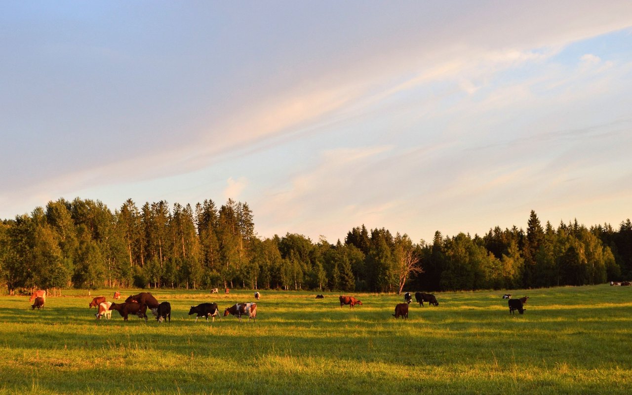 Default Image