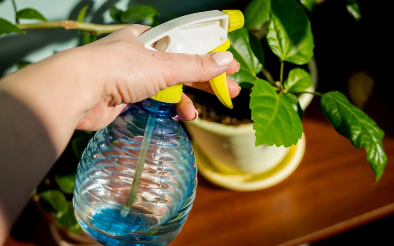 Five Tips for Maintaining Houseplants