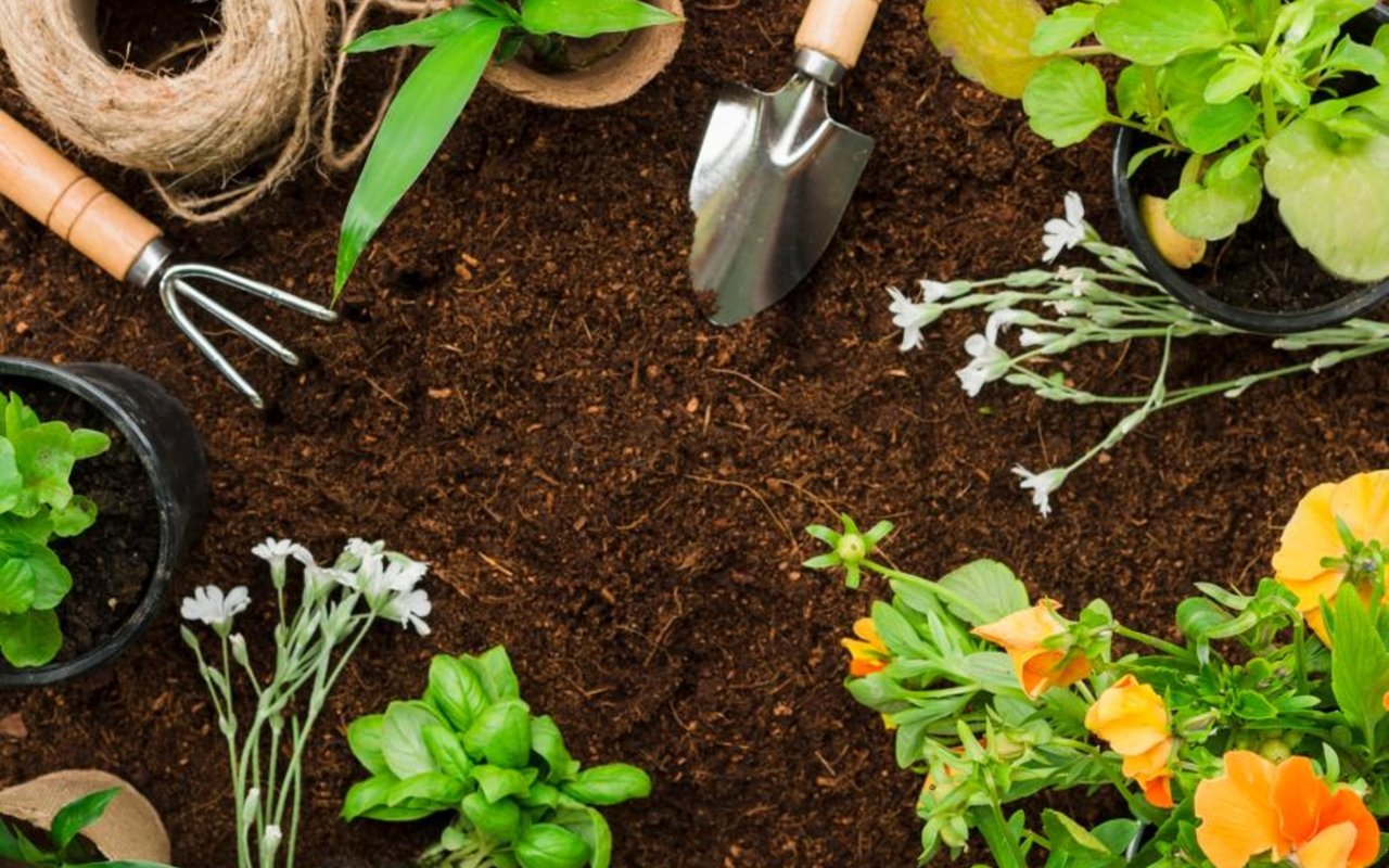 Beat the Heat: How to Keep Your Garden Thriving in the Summer