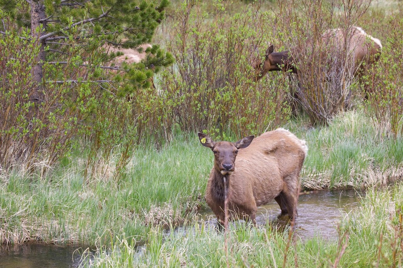Where the Road Meets the Sky: Driving Trail Ridge Road