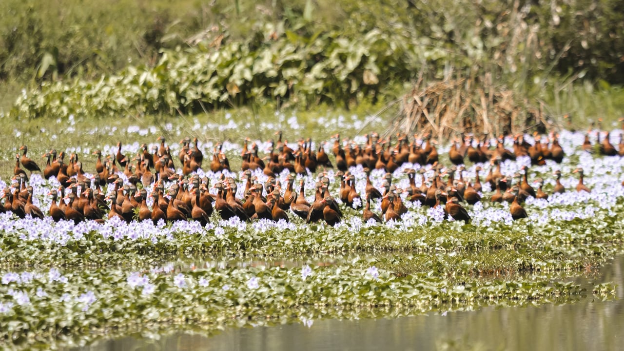 776 Hectares Prime Land in Osa | Ocean Views, Waterfalls, Rivers & Sierpe River Access