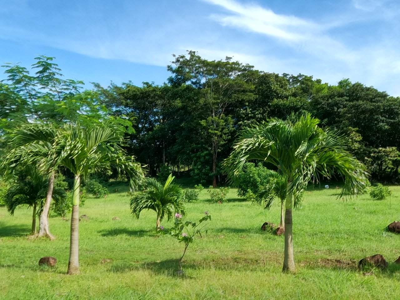 Serenity Ranch Avocado Farm | Countryside Agricultural Land For Sale in La Cruz