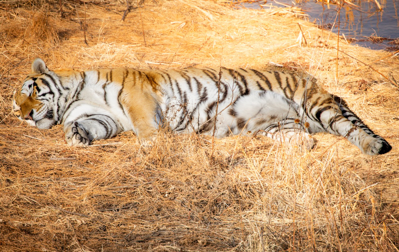 Into the Wild: Monica Breckenridge’s Unforgettable Journey at The Wild Animal Sanctuary Subtitle