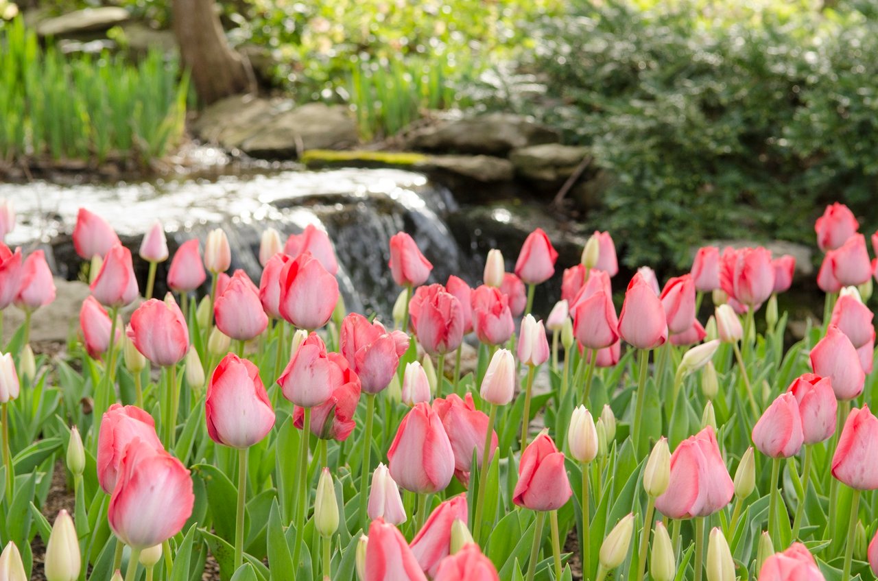 The Ultimate Guide to Spring Fun in Nashville – Chris Moore Group