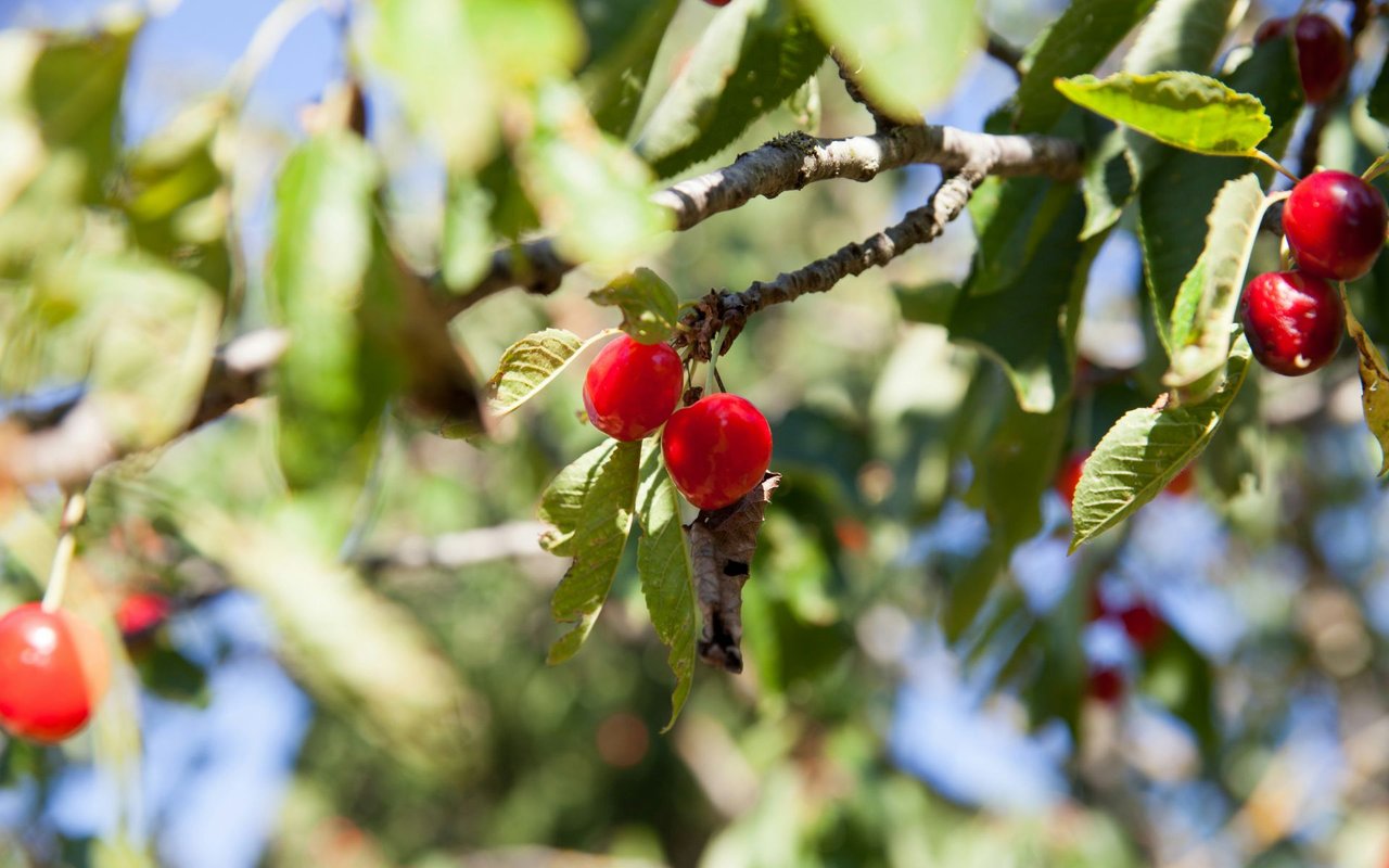 Red cherries hanging among green leaves on a sunlit tree.