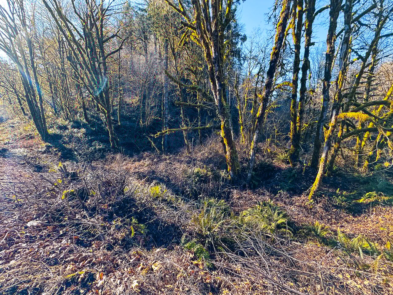 Waite Creek Woodlands