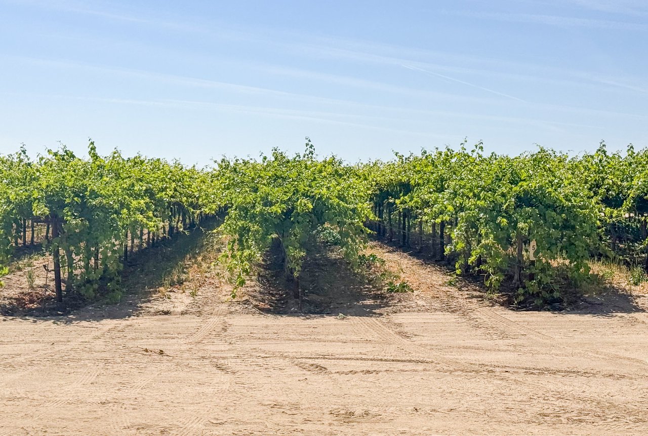 136.30 +/- Acres of Transitional Use Vineyard and Farmland Near the City of Bakersfield