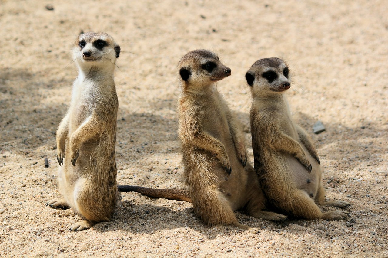 Rainy Memorial Day Weekend in Philadelphia & Bucks County – Things to Do at Philadelphia Zoo, Elmwood Park Zoo & Beyond | B&B Luxury Properties