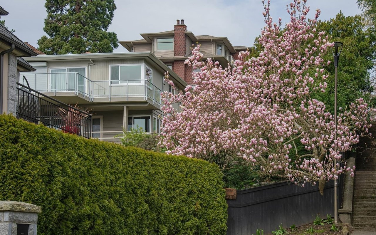 Multi-level home with a balcony behind tall hedges and a blooming pink magnolia tree.