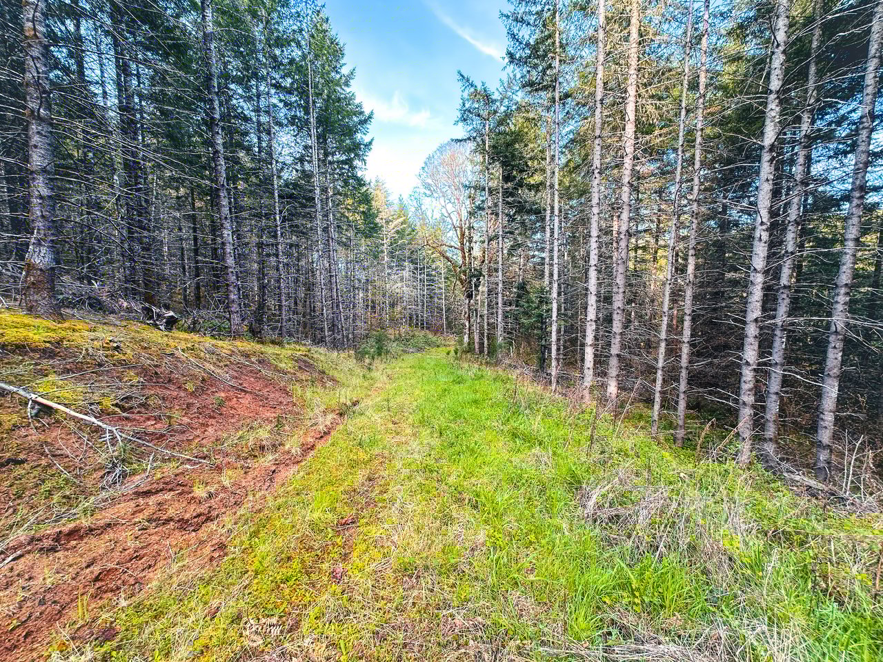 Liberty Forest Auction