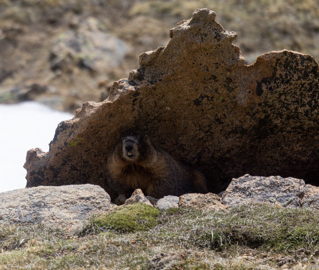 Into the Wild: Discovering Rocky Mountain National Park with Monica