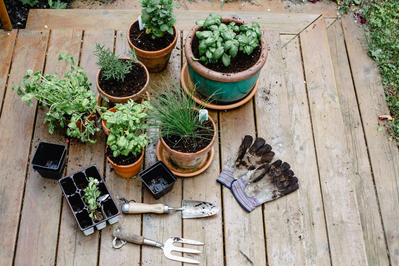 Beginner Tips for a Thriving Garden