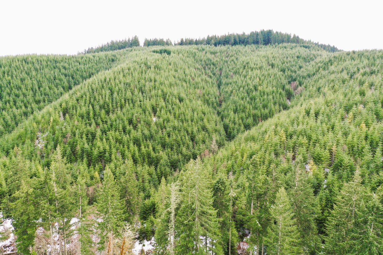 ARC Woods