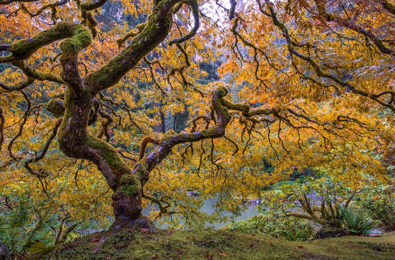 Moss-covered Japanese maple with golden autumn leaves arching over a pond at Portland Japanese Garden.