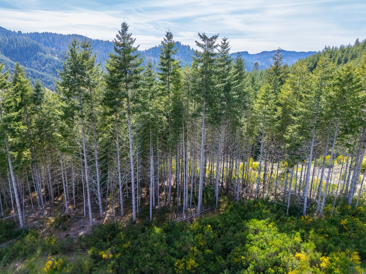 Walton Wild Woods