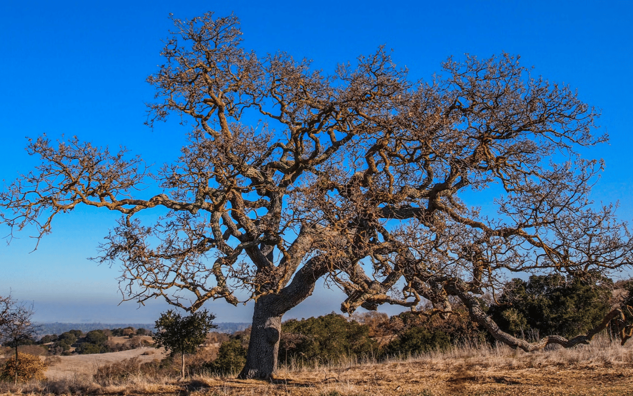 Hiking Spots in Silicon Valley