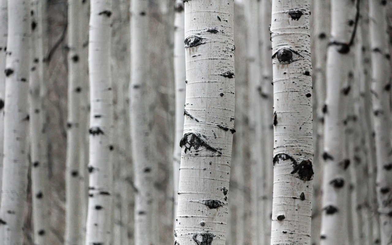 contact-form-background